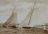 Maritiem Digitaal: De boeiers "Constanter" (no 21) van P.G. Halbertsma uit Grouw en de "Enterprise" (no 25) van D. Hoekstra uit Kolderwolde, mei 1913
